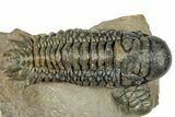 Detailed Crotalocephalina Trilobite - Atchana, Morocco #323717-1